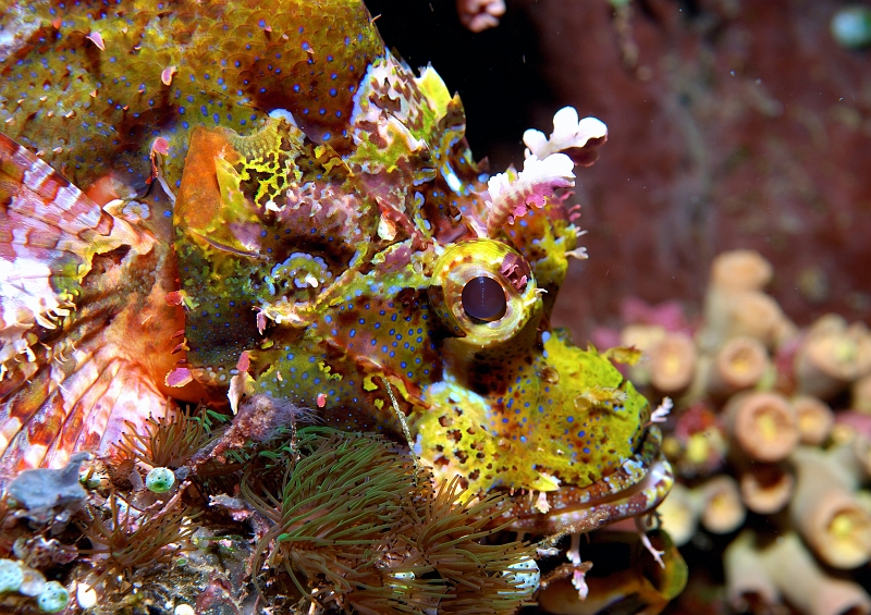 a0329160t566.jpg - tJJTSCScorpionfish