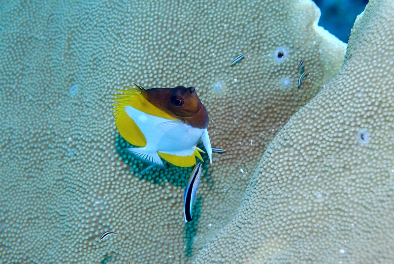 a0329204.jpg - Pyramid butterflyfish JX~`E`EEI