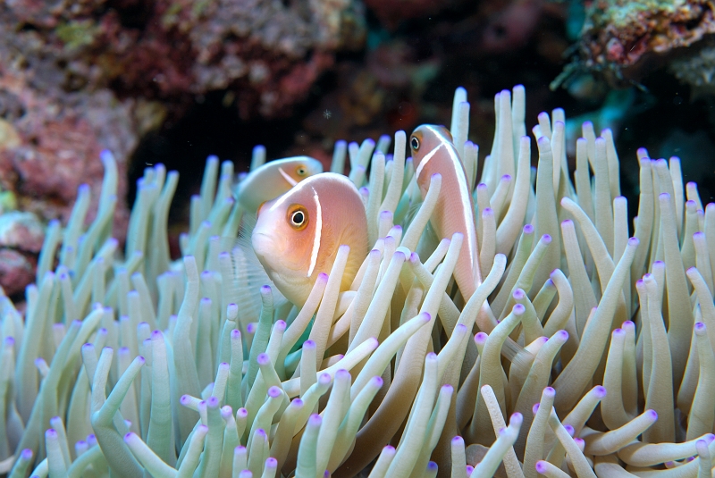 a0330068t566.jpg - nirN}m~ Pink anemonefish