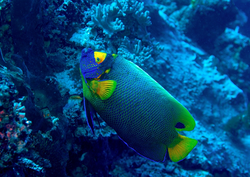 a0330115t566.jpg - AfbR Blue faced angelfish