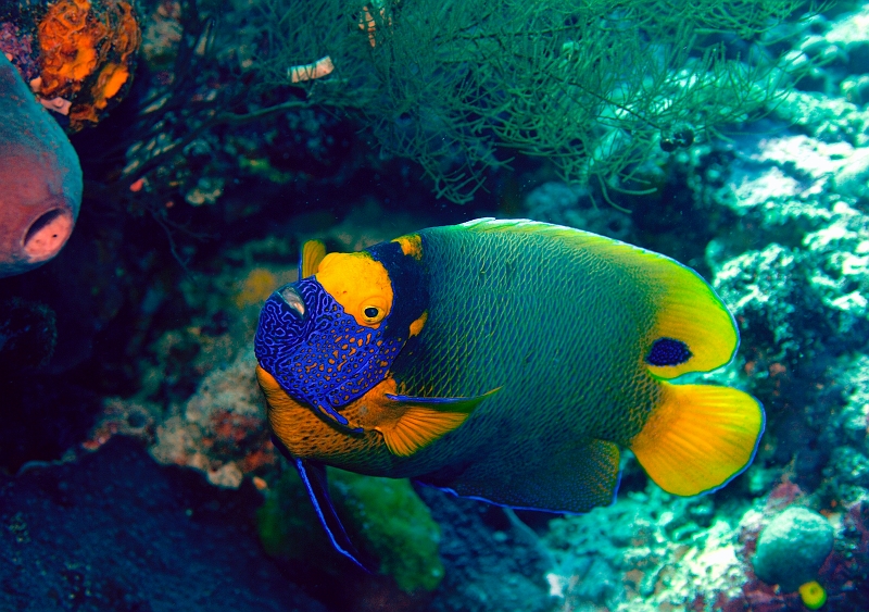 a0330118t566.jpg - AfbR Bluefaced angelfish