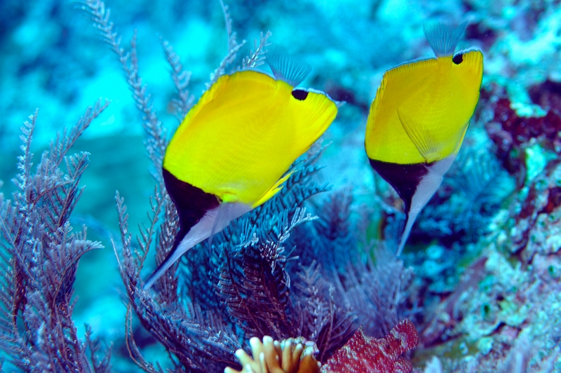 a0331138t566.jpg - tGbR_C Longnose butterflyfish