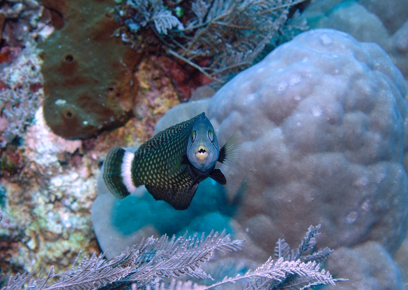 a0331147t566.jpg - IreXhL Dragon wrasse