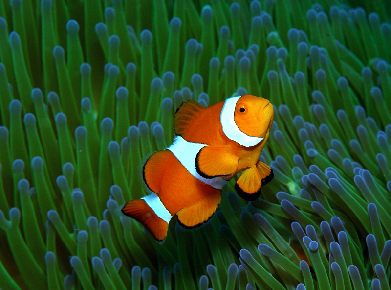 a0331225t566.jpg - JNN}m~ Western clown anemonefish