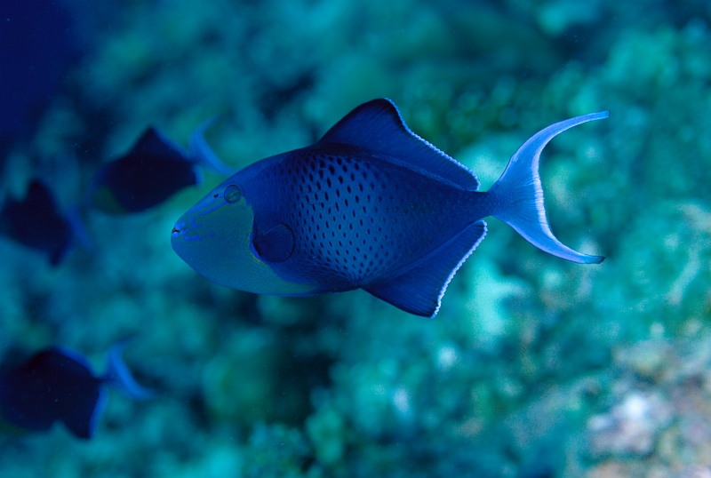 a0401238t566.jpg - AJK Redtooth triggerfish