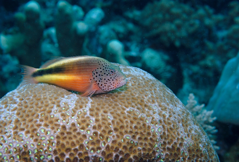 a040222t566.jpg - Frecled hawkfish zVSx