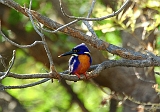 Azule_kingfisher_2