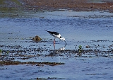 Black-winged_Stilt