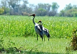 Brolga