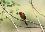 Crimson_Finch_female