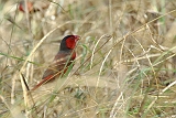 Crimson_Finch_male