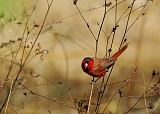 Crimson_Finch_male2