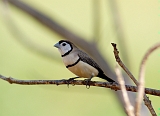 Double-barred_Finch