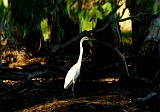 Great_Egret