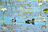 Green_pygmy-goose