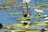 Jacana