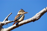 Kookaburra_1