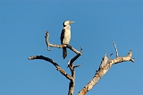 Little-Pied_Cormorant