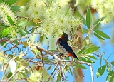 Mistletoebird