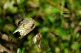 Night-Heron