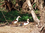 Radjah_Shelduck