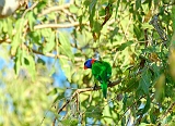 Rainbow_Lorikeet_2