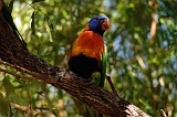 Rainbow_Lorikeet_3