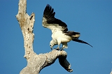 Sea_Eagle_3