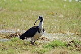 Straw-necked_Ibis