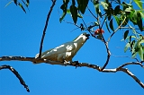 Sulphur-crested_Cockatoo_1