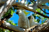 Sulphur-crested_Cockatoo_2