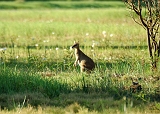 Wallaby