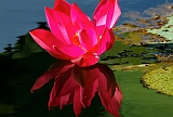 Water_lily