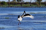 jabiru1