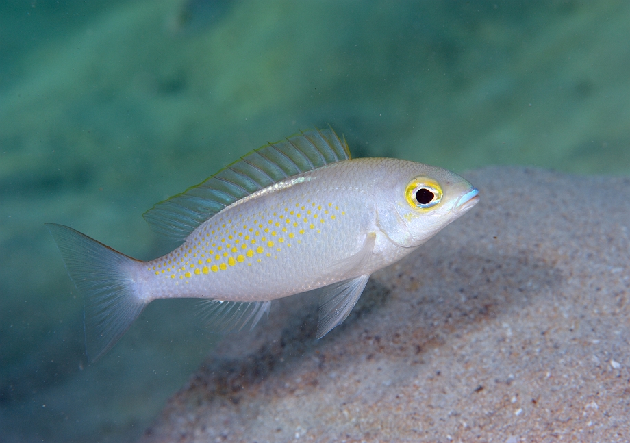 png0927_403.jpg - Whitestreak Monocle Bream