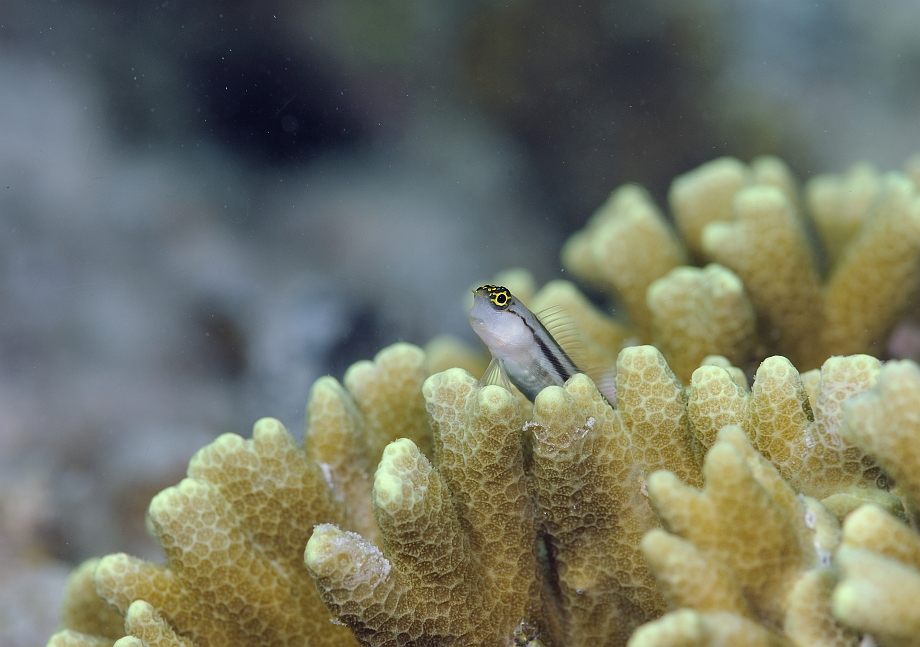 png0927_417_corr.jpg - Striped Blenny