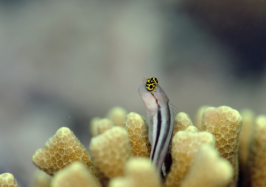 png0927_421_corrCS.jpg - Striped Blenny