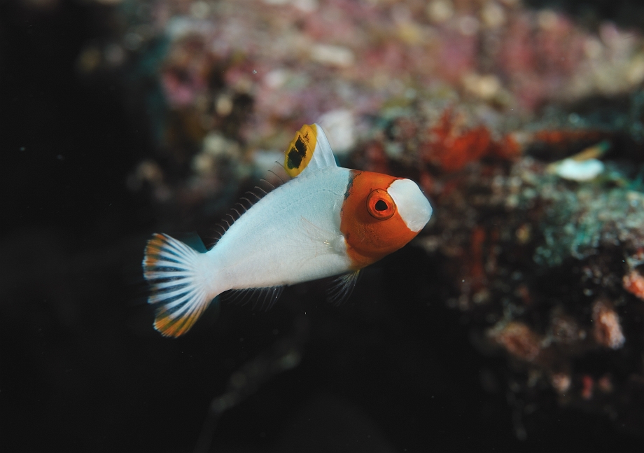 png0928_073.jpg - Bicolor Parrotfish  (juvenile phase)