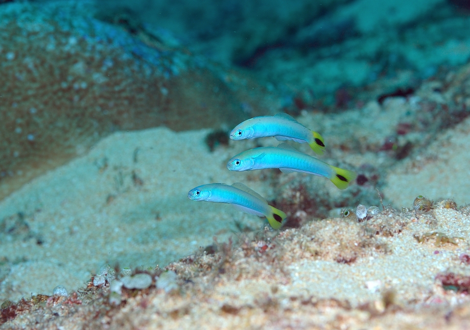 png0928_227.jpg - Spottail Dartfish