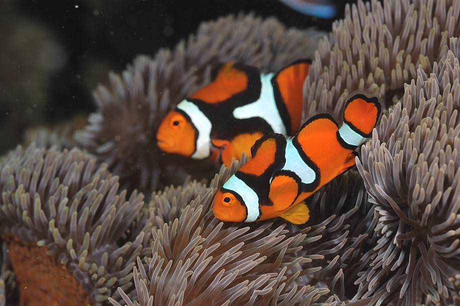 png0928_327.jpg - Eastern Clown Anemonefish