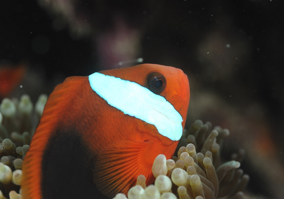 png0928_340.jpg - Red and Black Anemonefish