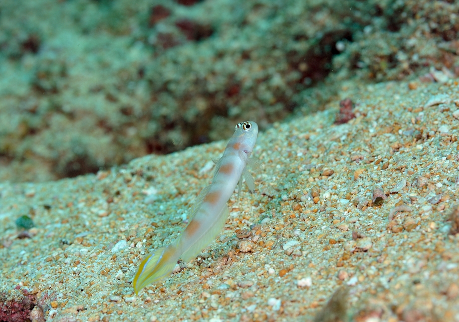 png0929_199.jpg - Flagtail Shrimpgoby