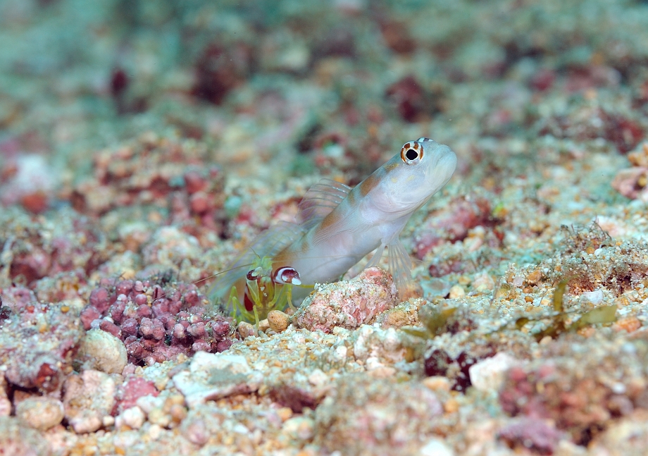 png0929_234.jpg - Flagtail Shrimpgoby