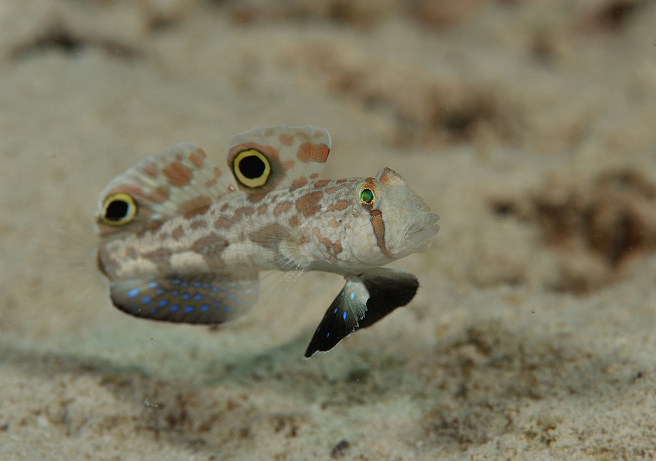 png0929_293.jpg - Signal Goby