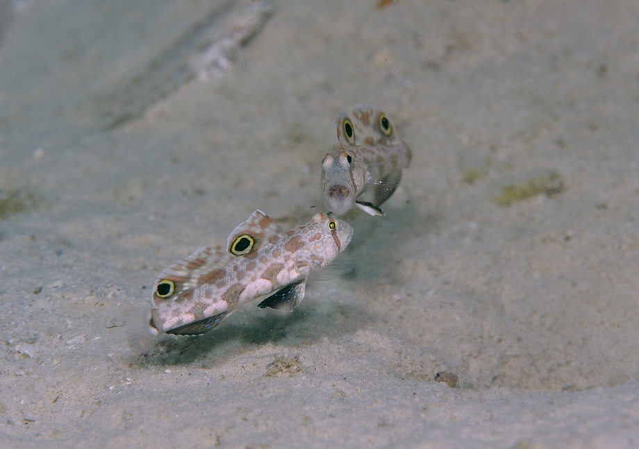 png0929_315.jpg - Signal Goby