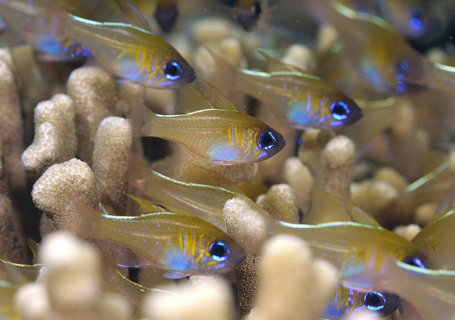 png0929_348.jpg - Thredfin Cardinalfish
