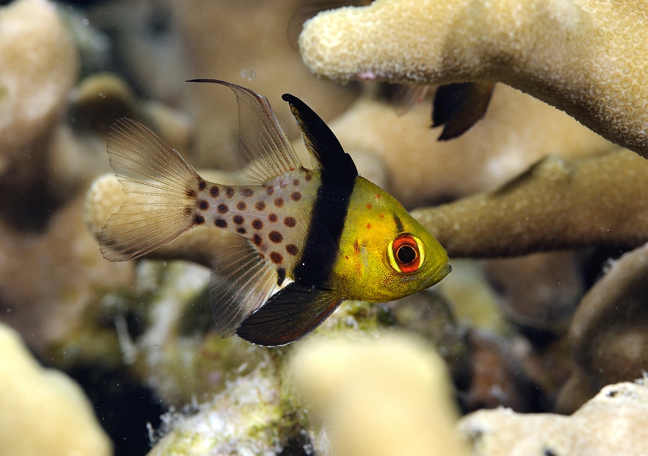 png0929_358.jpg - Pajama Cardinalfish