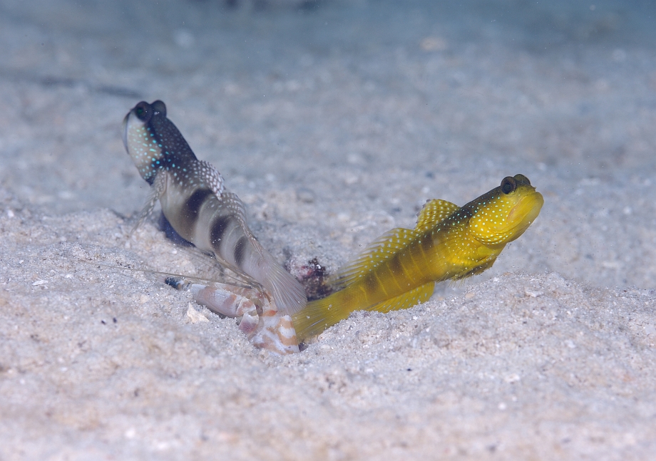 png0930_515.jpg - Banded Shrimpgoby