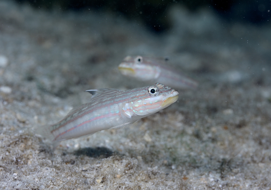 png0930_528.jpg - Mural Goby