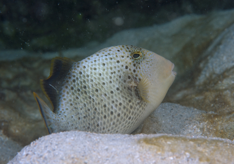 png0930_592.jpg - Yellowmargin Triggerfish